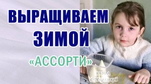 Зелень на окошке. Перья лука и ассорти с горохом. #микрозелень