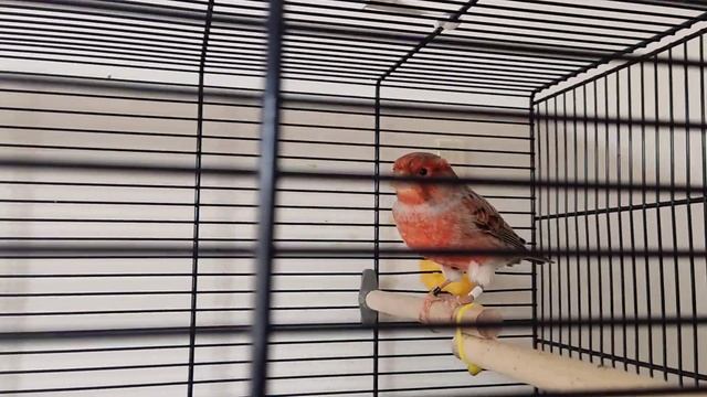 Краситель для птиц,канарейка, щегол, реполов, снегирь и другую птицу у которой есть красный цвет. смотреть онлайн