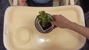 Ребенок ухаживает за цветами в 2 года🌺| Ребенок поливает гвоздику🌸 Развивашки Развитие в 2 годаа