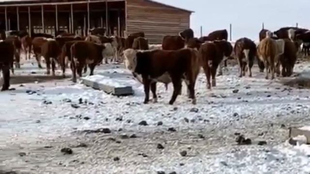 Бычки и Телочки. Откорм бычков. Содержание бычков. КРС. IEC.