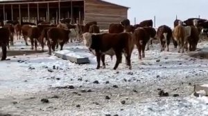 Бычки и Телочки. Откорм бычков. Содержание бычков. КРС. IEC.