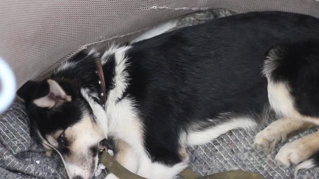 ОЗЖ "Кот и пес" Новокузнецк смотреть онлайн