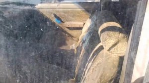 Как правильно должна заводиться нива