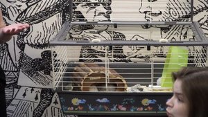 Содержание африканских и ушастых ежей
