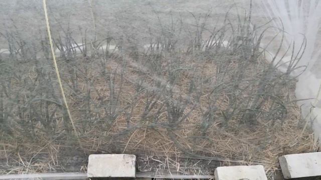 Что нового у нас на приусадебном участке. Кошачий дебош, подсадка капусты, грядки и теплицы. смотреть онлайн