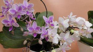Орхидеи, сохранившие дикую красоту (Phal. Yaphon Pink Lady, Phal. Jungle Blush,  Phal.Willd jaquar