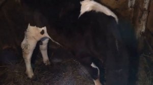 ВЕС ТЕЛЕНКА В 3 МЕСЯЦА// утро в хозяйстве