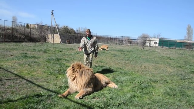 Олежка разозлил хозяина! смотреть онлайн