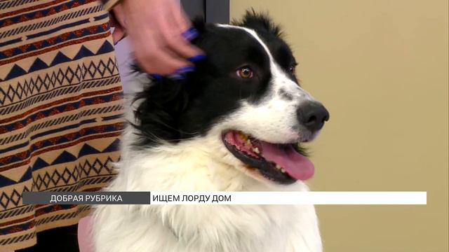 «Добрая рубрика»: ищем дом Лорду смотреть онлайн