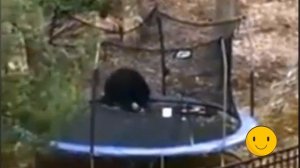 Дикий медведь прыгает на батуте