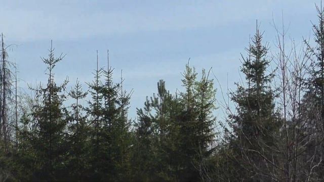 Весенние.Птичье.Трели.Апрель.От.30.04.2023.Года.