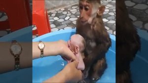 Купание обезьянок... Моем обезьянку.