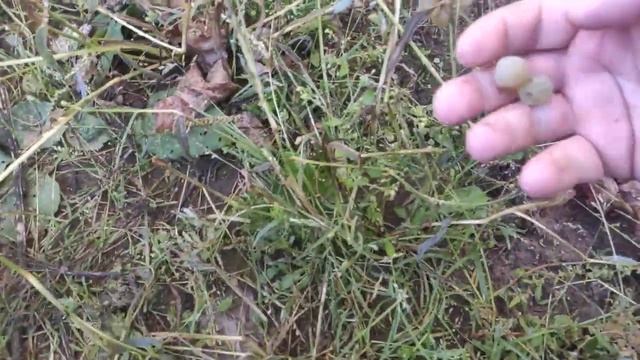 Сорт винограда Рилайнс пинк сидлис на улице в Ленинградской области. 11.09.2022 смотреть онлайн