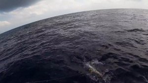 Рыбалка на тунца. Trip expert Михаил Карпович ( Mikhail Karpovich )