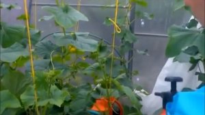 ФИТОПЛАЗМИН и ФАРМАЙОД - защита растений от гнилей, вирусных и бактериальных заболеваний