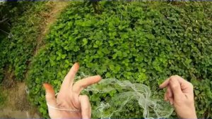 Какой паук лучше для рыбалки