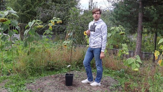 Колоновидные яблони: особенности и правила осенней посадки саженцев