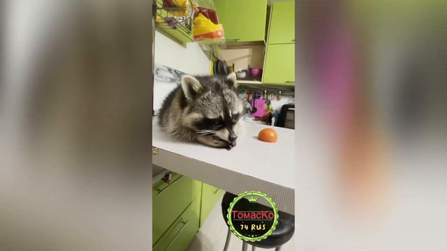 Енот полоскун Томас смотреть онлайн