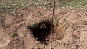 Ағашты қалай отырғызу керек ағаш отырғызу видео жеміс ағаштарын күтіп баптау көшет отырғызу әдісі