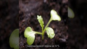 Горчица салатная — выращивание