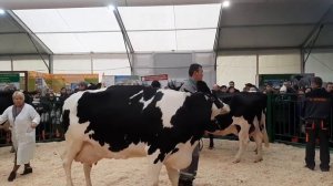 КОРОВЫ КРАСАВИЦЫ. ЗОЛОТАЯ ОСЕНЬ - 2019