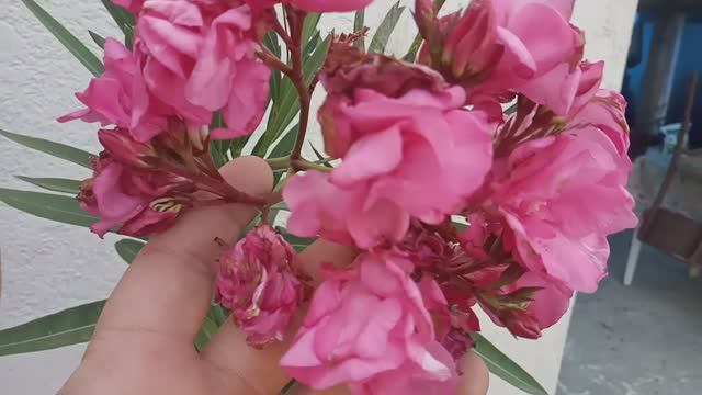 Олеандр выращиваем в контейнере. смотреть онлайн