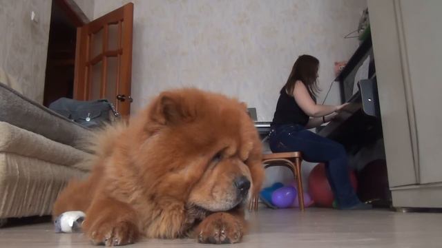 чау чау поёт 2