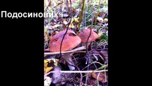 Грибы Вологодской области. Слайд шоу. Грибы в природе. Mushrooms.#Грибы
