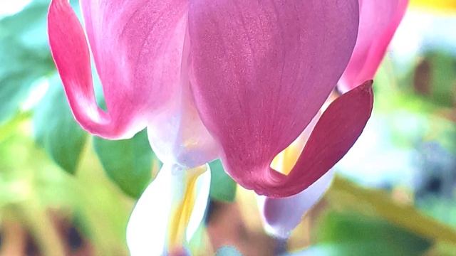 How To Grow Bleeding Hearts (Dicentra Spectabilis) смотреть онлайн