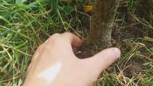 Сорт персика Білий Лебідь, морозостійкий сорт персика. Персик Білий Лебедева