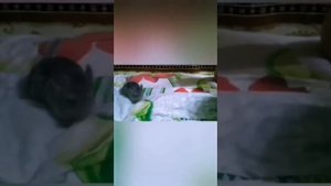Содержание и разведение шиншилл для пополнения бюджета. Шиншилловая ферма - провальный опыт.