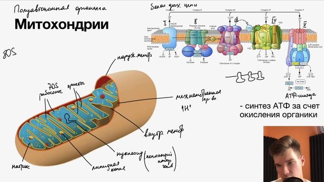 2.33. Митохондрии | Цитология к ЕГЭ | Георгий Мишуровский