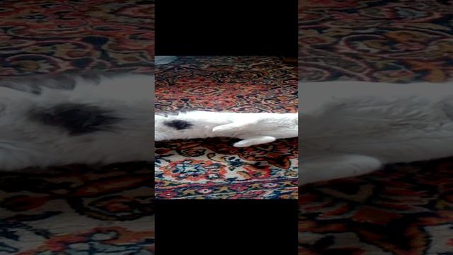 Котик#Shorts