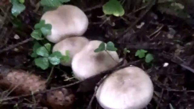 Рядовки дымчатые. Рядовки фиолетовые. Как распознать.