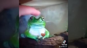 лягушка (перезалив с тик тока)