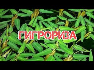 ГИГРОРИЗА. СОДЕРЖАНИЕ И УХОД В АКВАРИУМЕ