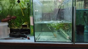 Кто эффективнее Левомицетин или Еротромецин. Эксперимент на барбусах.