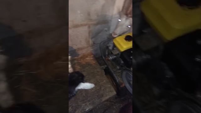 Мини поголовье молочных коз.начало!!! смотреть онлайн