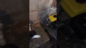 Мини поголовье  молочных коз.начало!!!