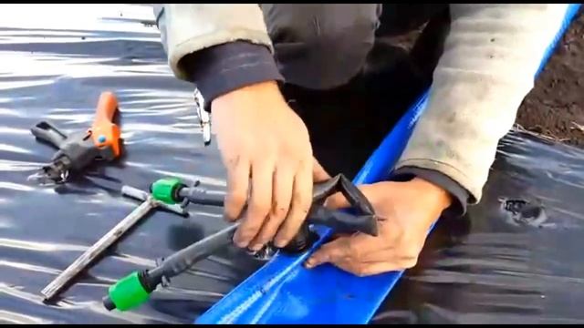 Посадка рассады клубники. Механизированная укладка пленки под землянику. смотреть онлайн