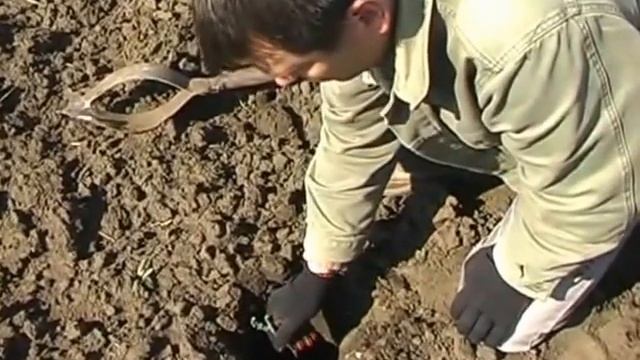 Подготовка и посадка саженцев винограда смотреть онлайн