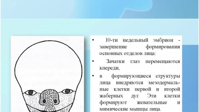 Развитие лица и полости рта у ребёнка! Как это происходит? смотреть онлайн