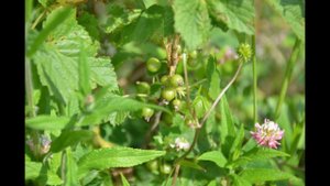 Плантация смородины. КФХ Манагорье Зарипова Ш.А.