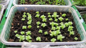 Как сеять цветы со стратификацией  Это очень просто!