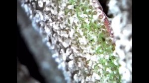 ?ЦВЕТЕНИЕ ТИЛЛАНДСИИ. Трихомы под микроскопом. Тилландсия атмосферная Ионанта. Blooming tillandsia