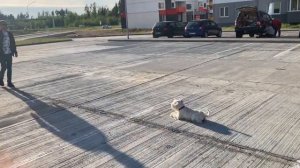 101 трюк с цвергшнауцером (краткое содержание)