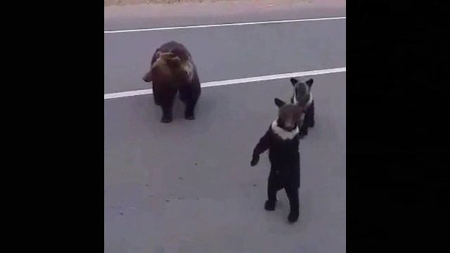 Песня танец медведей. Медведь танцует. Парк танцующих медведей в Болгарии. Медведь танцует под карамель. Танцы с медведем Коряки.