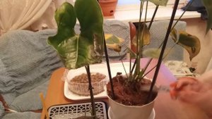 Антуриум через месяц после "реанимации".