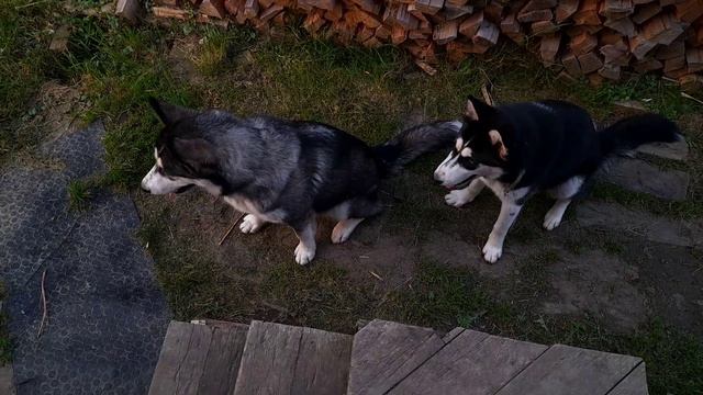 Горе Заводчик- кошмар нашей деревни. смотреть онлайн