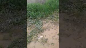 Пьяный нассал в штаны